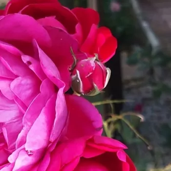 Rosa Nirphobels - rosa - rosales híbridos de té