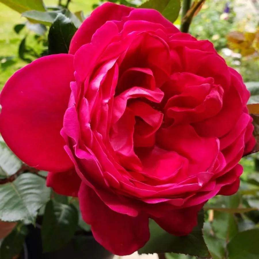 Csokros - Rózsa - Nirphobels - kertészeti webáruház