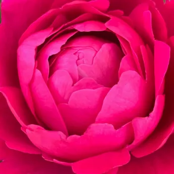 Rózsa kertészet - rózsaszín - teahibrid rózsa - intenzív illatú rózsa - fűszer aromájú - Nirphobels - (60-80 cm)