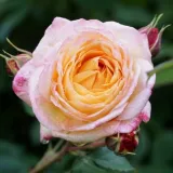 Amarillo rosa - rosales nostalgicos - rosa de fragancia moderadamente intensa - frambuesa - Rosa Rosomane Janon - comprar rosales online