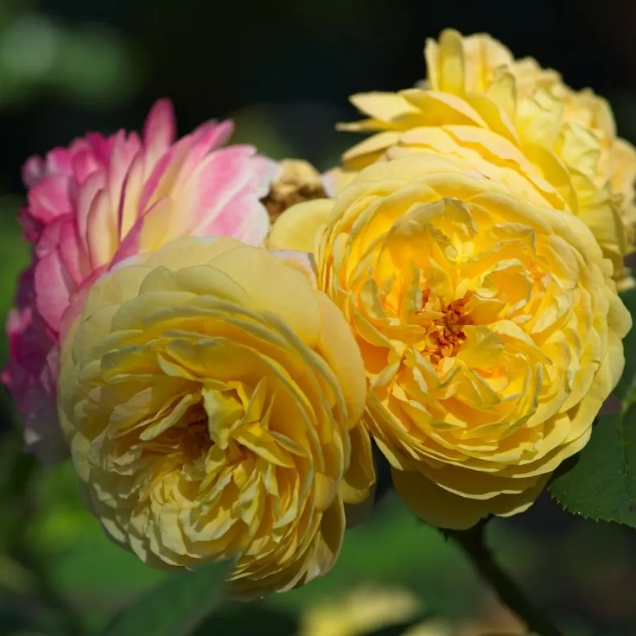 Nostalgična vrtnica - Roza - Rosomane Janon - vrtnice - proizvodnja in spletna prodaja sadik