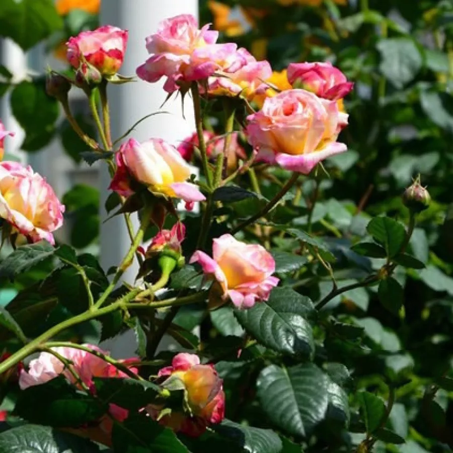 Sárga - rózsaszín - Rózsa - Rosomane Janon - online rózsa vásárlás