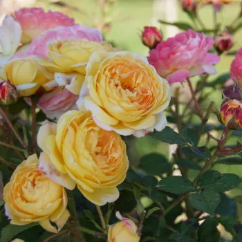 Sárga - rózsaszín árnyalat - nosztalgia rózsa - közepesen illatos rózsa - málna aromájú