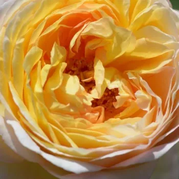 Rosen Online Gärtnerei - gelb - rosa - nostalgische rose - rose mit mäßigem duft - himbeere-aroma - Rosomane Janon - (100-120 cm)