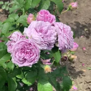 Lágy, hideg tónusú levendulalila, amely a virág öregedésével fokozatosan kivilágosodik. - teahibrid rózsa - nagyon gyenge, diszkrét illatú rózsa - édes aromájú