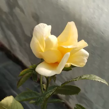 KENENDURE – sárga virágágyi floribunda rózsa - Kenny