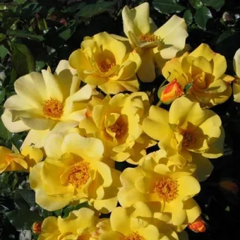 Ragyogó, telített napsárga alapszín, amely időnként finom rózsaszínes árnyalattal gazdagodik. - virágágyi floribunda rózsa - nagyon gyenge, alig érezhető illatú rózsa - illatjellemzés nem áll rendelkezésre