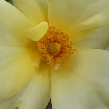 Online rózsa kertészet - sárga - nagyon gyenge, alig érezhető illatú rózsa - Kenendure - virágágyi floribunda rózsa - (60-85 cm)