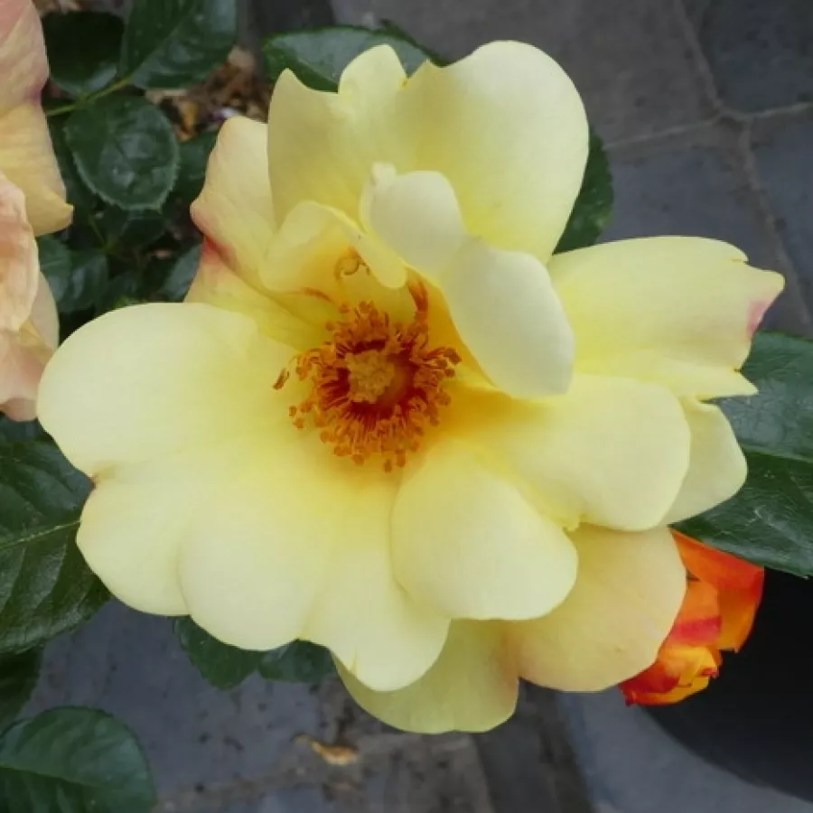 Rumena - Roza - Kenendure - vrtnice - proizvodnja in spletna prodaja sadik