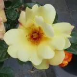 Vrtnica floribunda za cvetlično gredo - vrtnica brez vonja - vrtnice online - Rosa Kenendure - rumena