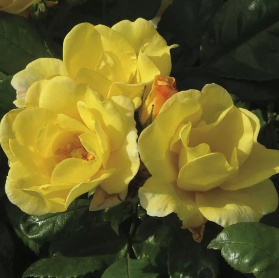 Róża rabatowa floribunda - Róża - Kenendure - sadzonki róż sklep internetowy - online