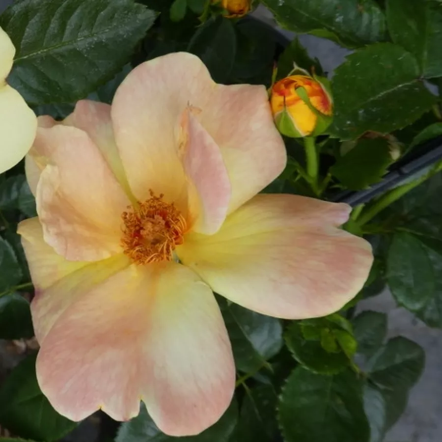 Płaski - Róża - Kenendure - sadzonki róż sklep internetowy - online