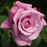 Lila - virágágyi floribunda rózsa - Online rózsa vásárlás - Rosa Violette Parfum - intenzív illatú rózsa - málna aromájú