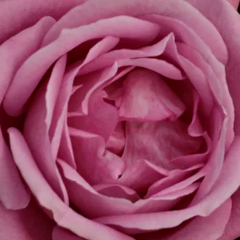Online rózsa kertészet - lila - virágágyi floribunda rózsa - Violette Parfum - intenzív illatú rózsa - málna aromájú - (90-120 cm)