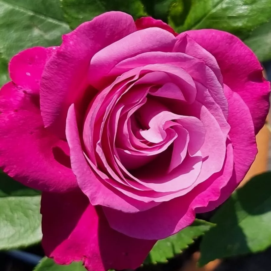 Virágágyi floribunda rózsa - Rózsa - Violette Parfum - Online rózsa rendelés
