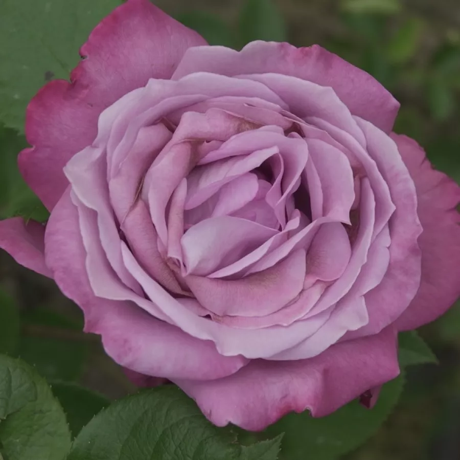Fioletowy - Róża - Violette Parfum - Szkółka Róż Rozaria