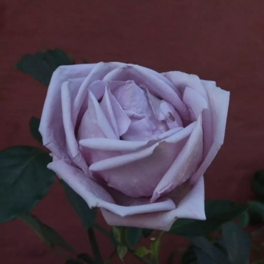 Intenzivan miris ruže - Ruža - Violette Parfum - Narudžba ruža