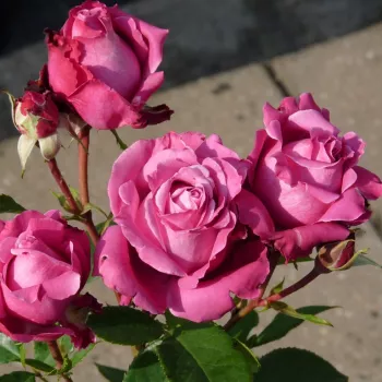 Lila - rózsaszín árnyalat - virágágyi floribunda rózsa - intenzív illatú rózsa - málna aromájú