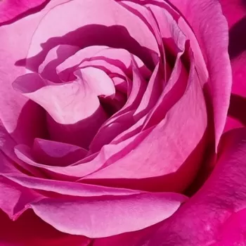 Rosen Shop - floribundarosen - violett - Rosa Violette Parfum - stark duftend - Mathias Tantau, Jr. - Durchdringend düftend, sehr gut geeignet als Schnittblume, jedoch empfinden  manche ihren Duft zu intensiv.