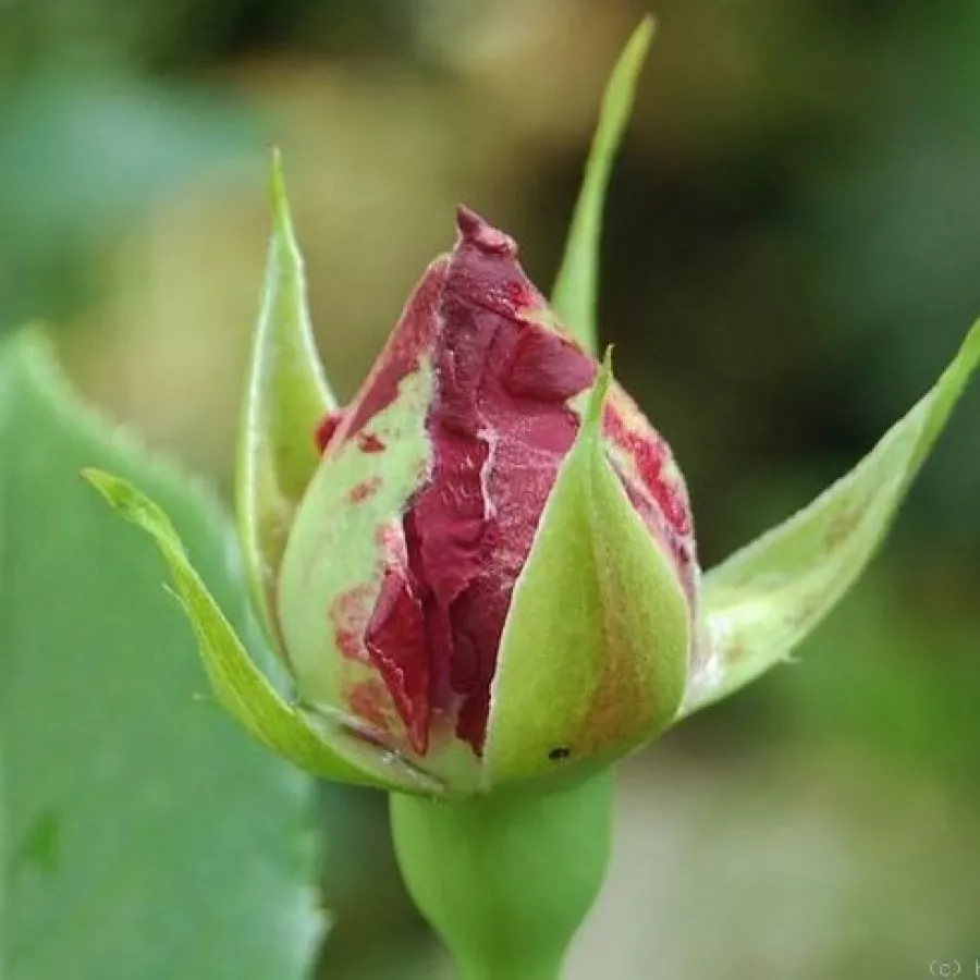 Stromčekové ruže - Stromkové ruže, kvety kvitnú v skupinkách - Ruža - Violette Parfum - 