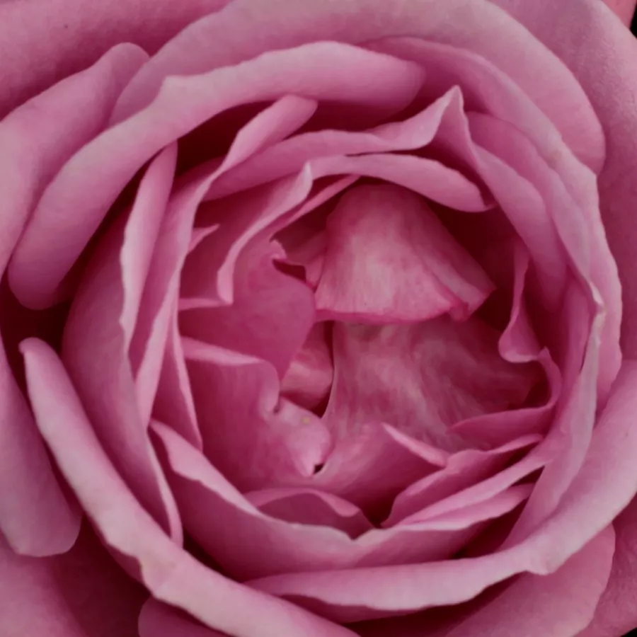 V skupinkách - Ruža - Violette Parfum - 