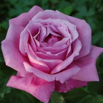 Více odstínů fialové barvy - stromkové růže - Stromkové růže, květy kvetou ve skupinkách
