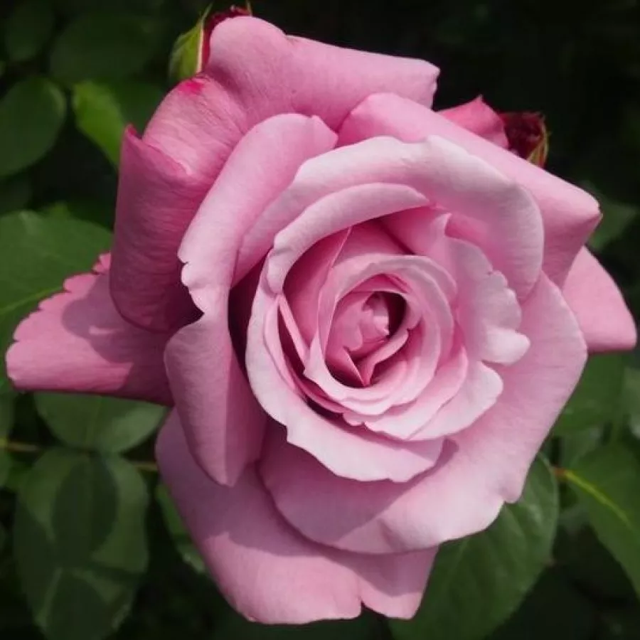 Trandafir cu parfum intens - Trandafiri - Violette Parfum - comanda trandafiri online