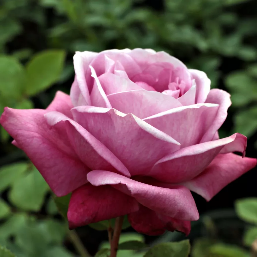 Trandafiri Floribunda - Trandafiri - Violette Parfum - comanda trandafiri online