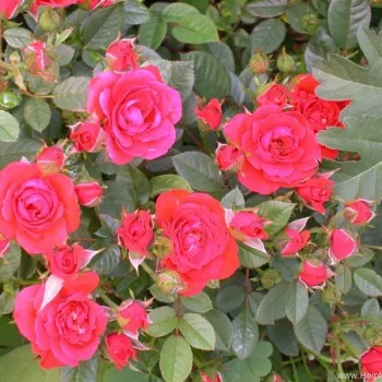 Rosa Charming - oranž - peenraroos floribunda Rosa Charming - oranž - peenraroos floribunda