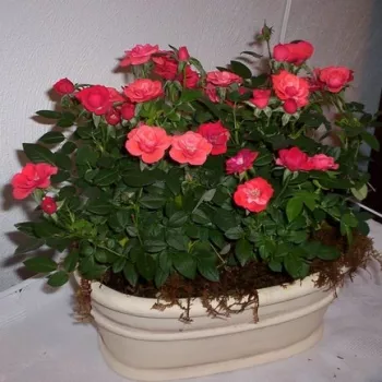 Oranž - peenraroos floribunda (50-60 cm) Oranž - peenraroos floribunda (50-60 cm)