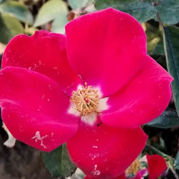 Rooside veebipood. - oranž - lõhnatu roos - Charming - peenraroos floribunda - (50-60 cm) Rooside veebipood. - oranž - lõhnatu roos - Charming - peenraroos floribunda - (50-60 cm)