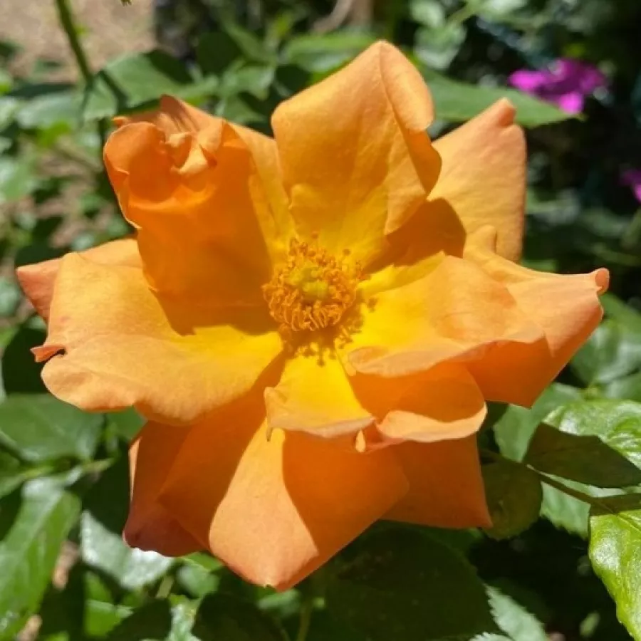 Virágágyi floribunda rózsa - Rózsa - Charming - online rózsa vásárlás
