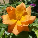 Vrtnica floribunda za cvetlično gredo - vrtnica brez vonja - vrtnice online - Rosa Charming - oranžna