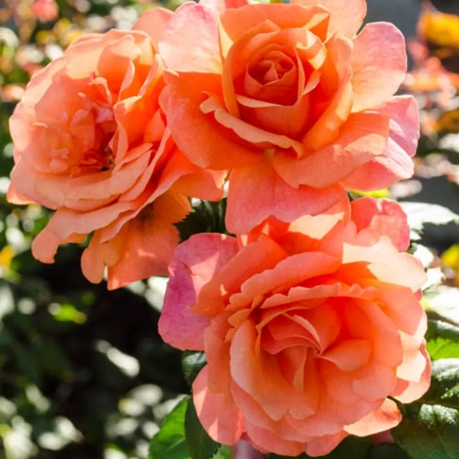Vrtnica floribunda za cvetlično gredo - Roza - Charming - vrtnice online