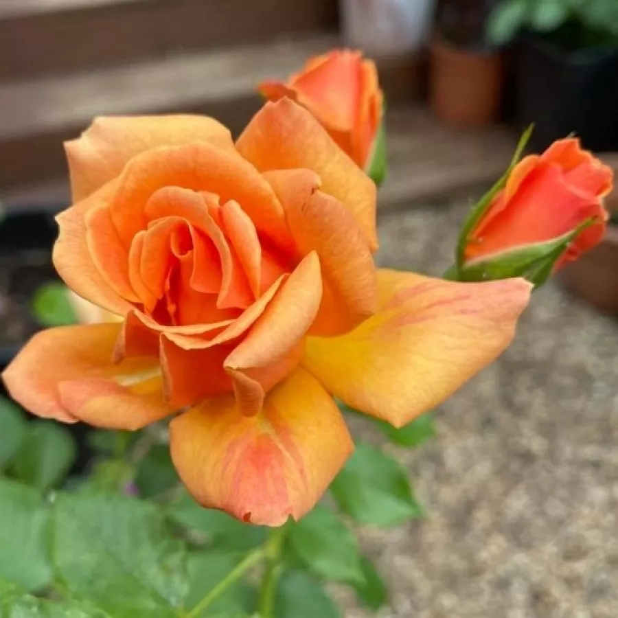 Narancssárga - Rózsa - Charming - online rózsa vásárlás