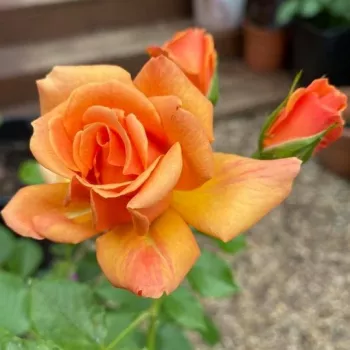 Rosa Charming - oranžna - vrtnica floribunda za cvetlično gredo