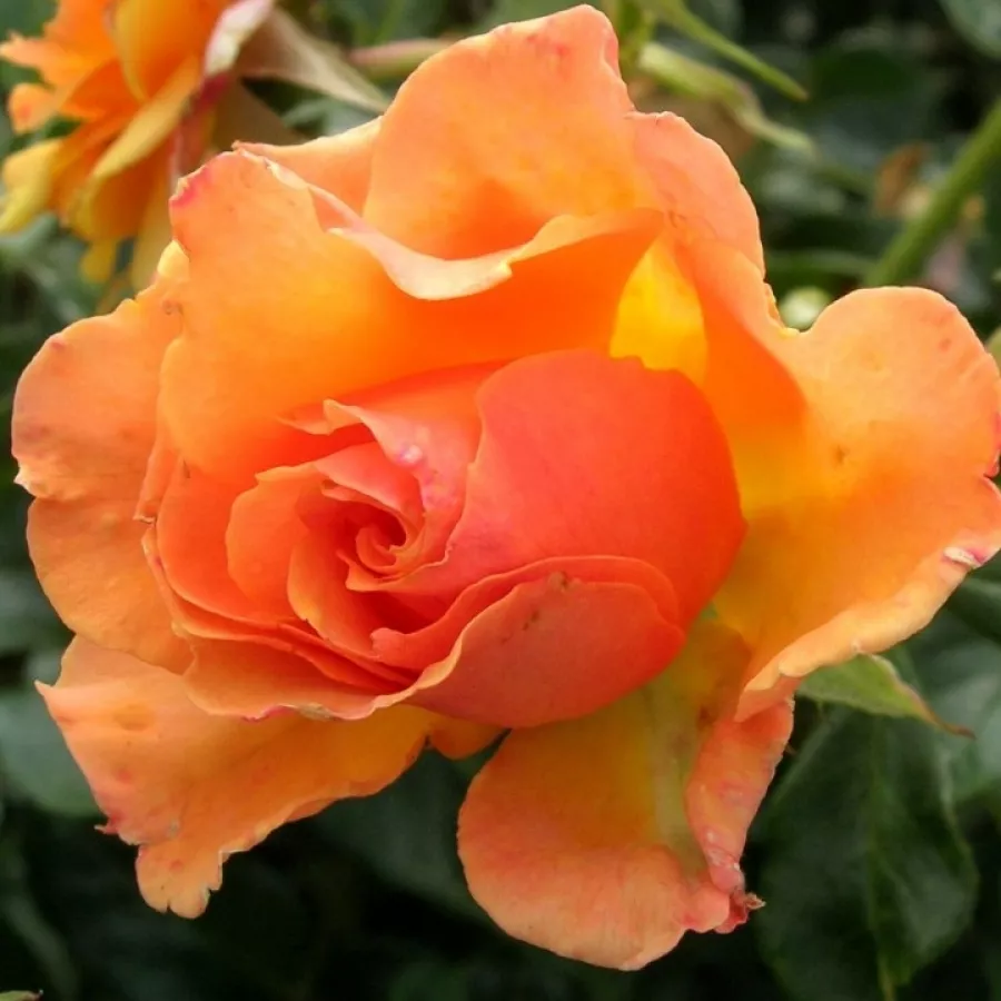 MNOGOCVETNE (GREDNE) VRTNICE - Roza - Charming - vrtnice - proizvodnja in spletna prodaja sadik
