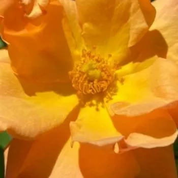Online rózsa vásárlás - narancssárga - virágágyi floribunda rózsa - nem illatos rózsa - Charming - (50-60 cm)