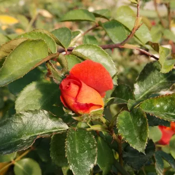 ESPRESSO – vörös virágágyi floribunda rózsa - Spek