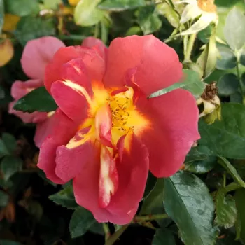 Téglavörös, rozsdás árnyalatú szirmok, élénk aranysárga középpel. - virágágyi floribunda rózsa - közepes erősségű, jól érezhető illatú rózsa - fűszeres, édeskés karakterű