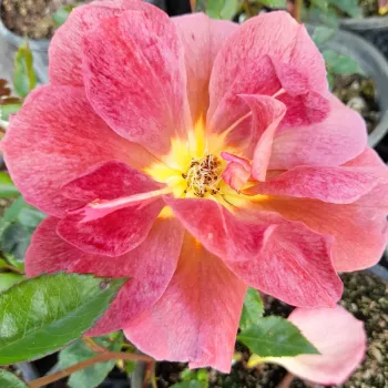 Online rózsa vásárlás - vörös - közepes erősségű, jól érezhető illatú rózsa - Espresso - virágágyi floribunda rózsa - (60-90 cm)