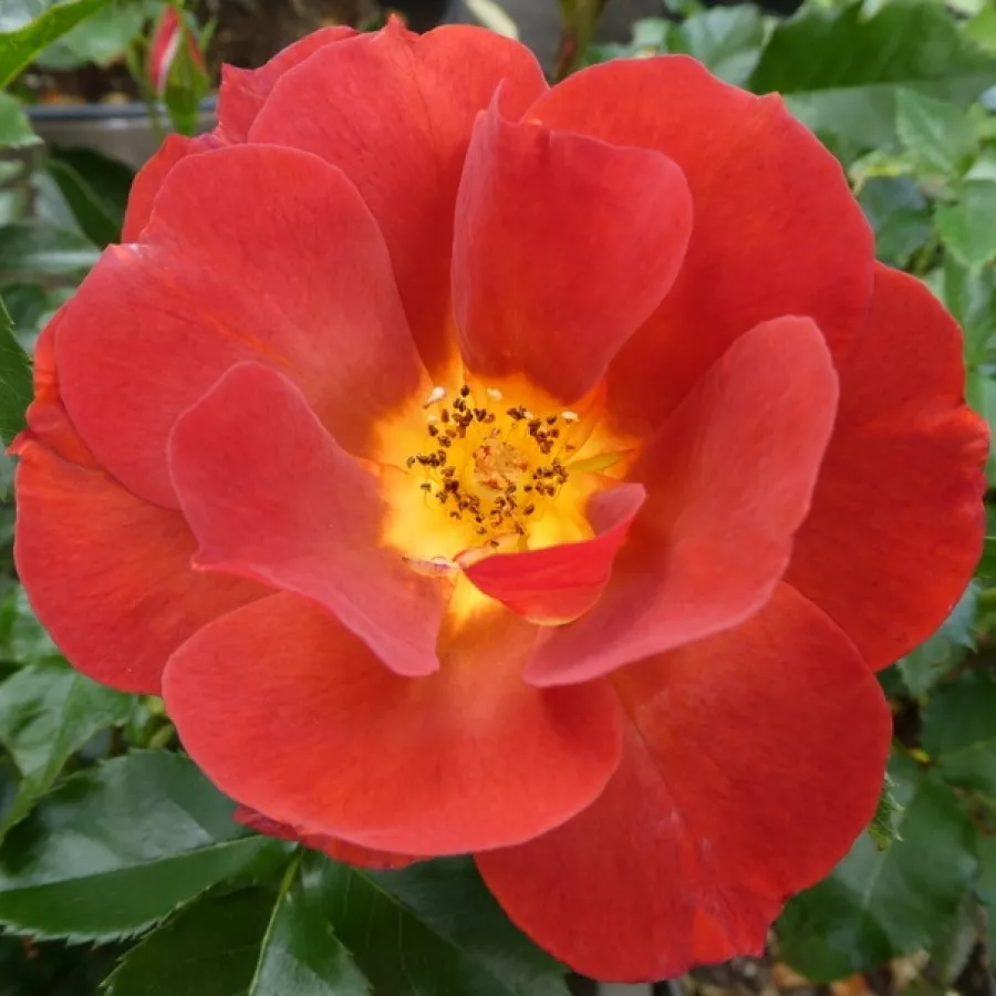 Virágágyi floribunda rózsa - Rózsa - Espresso - online rózsa vásárlás