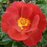 Virágágyi floribunda rózsa - nem illatos rózsa - kertészeti webáruház - Rosa Espresso - vörös