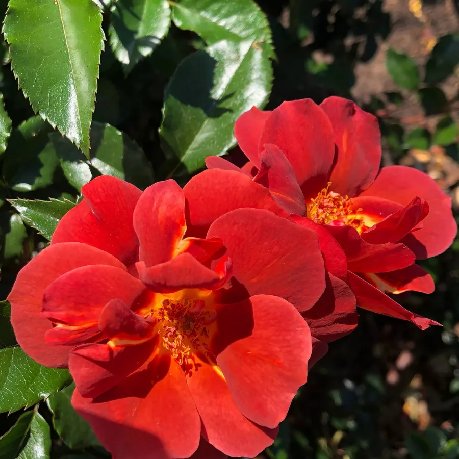 Vrtnica floribunda za cvetlično gredo - Roza - Espresso - vrtnice online