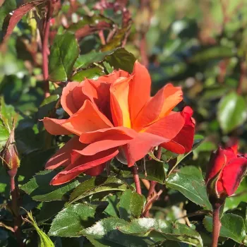 Rosa Espresso - rdeča - vrtnica floribunda za cvetlično gredo