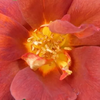 Rózsa rendelés online - vörös - virágágyi floribunda rózsa - nem illatos rózsa - Espresso - (60-80 cm)