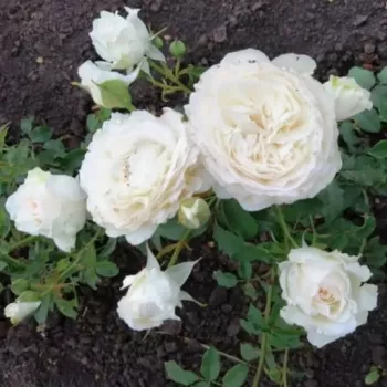 Rein schneeweiß als Grundfarbe mit einem dezenten, warm-cremigen Einschlag in der Blütenmitte. - teehybride rose - kräftig, lang anhaltend duftende rose - teearomatisch, klassischer teerosenduft