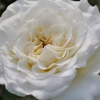 Rosenbestellung online - weiß - kräftig, lang anhaltend duftende rose - Shirabe - teehybride rose - (95-125 cm)