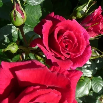 PRELINA – kárminpiros virágágyi floribunda rózsa - pharmaROSA®