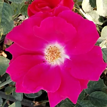 Online rózsa vásárlás - kárminpiros - az illaterősségre nincs megbízható adat - Prelina - virágágyi floribunda rózsa - (70-95 cm)
